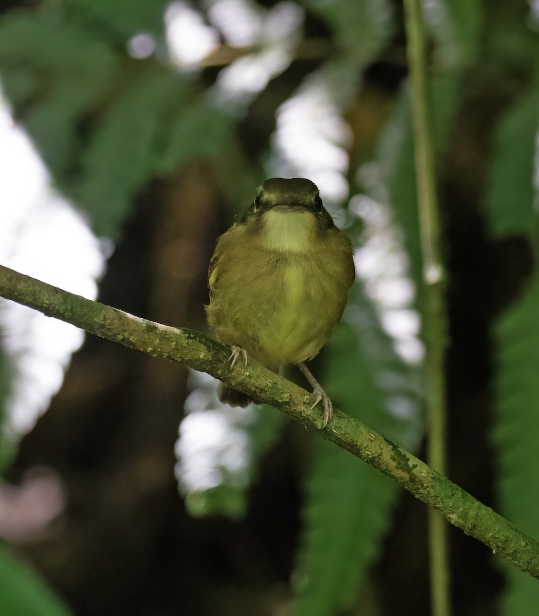 Stub-tailed Spadebill - ML657304127