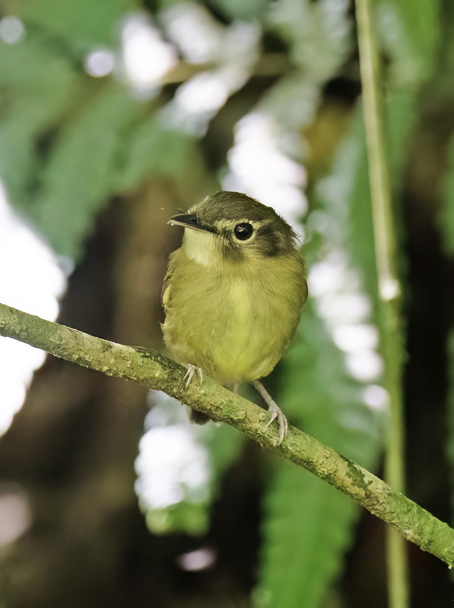 Stub-tailed Spadebill - ML657304128