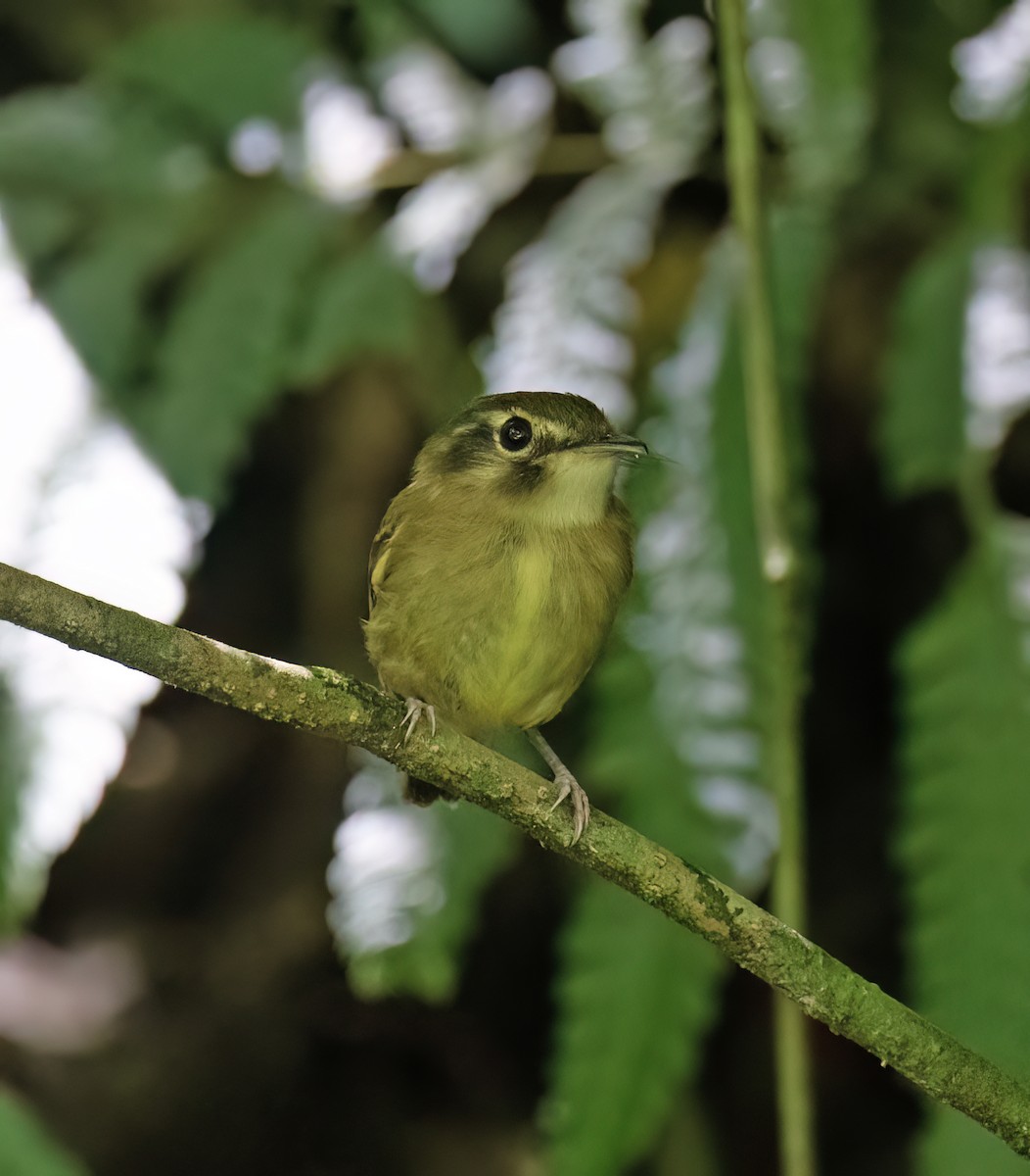 Stub-tailed Spadebill - ML657304129