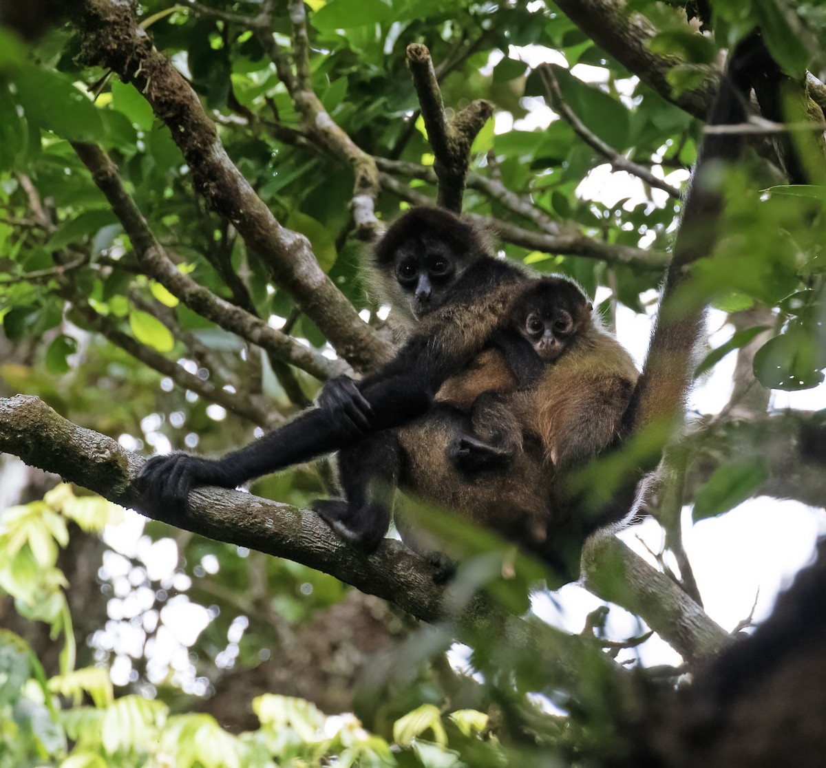 Central American Spider Monkey - ML657304217