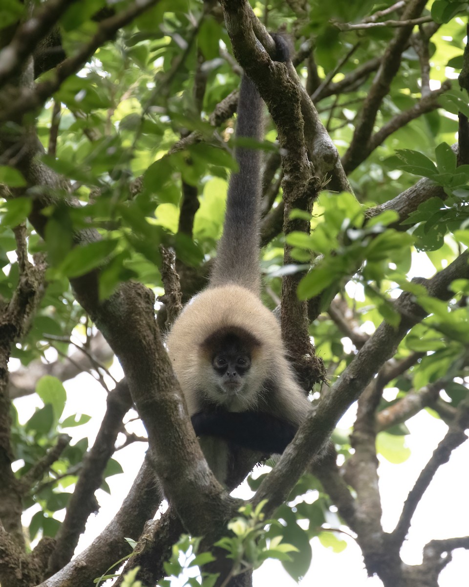 Central American Spider Monkey - ML657304218