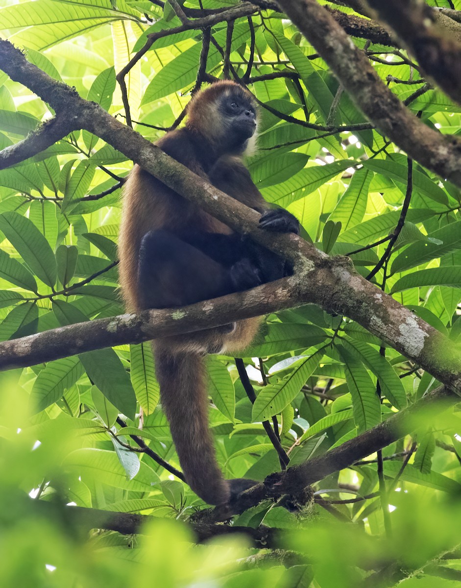 Central American Spider Monkey - ML657304221