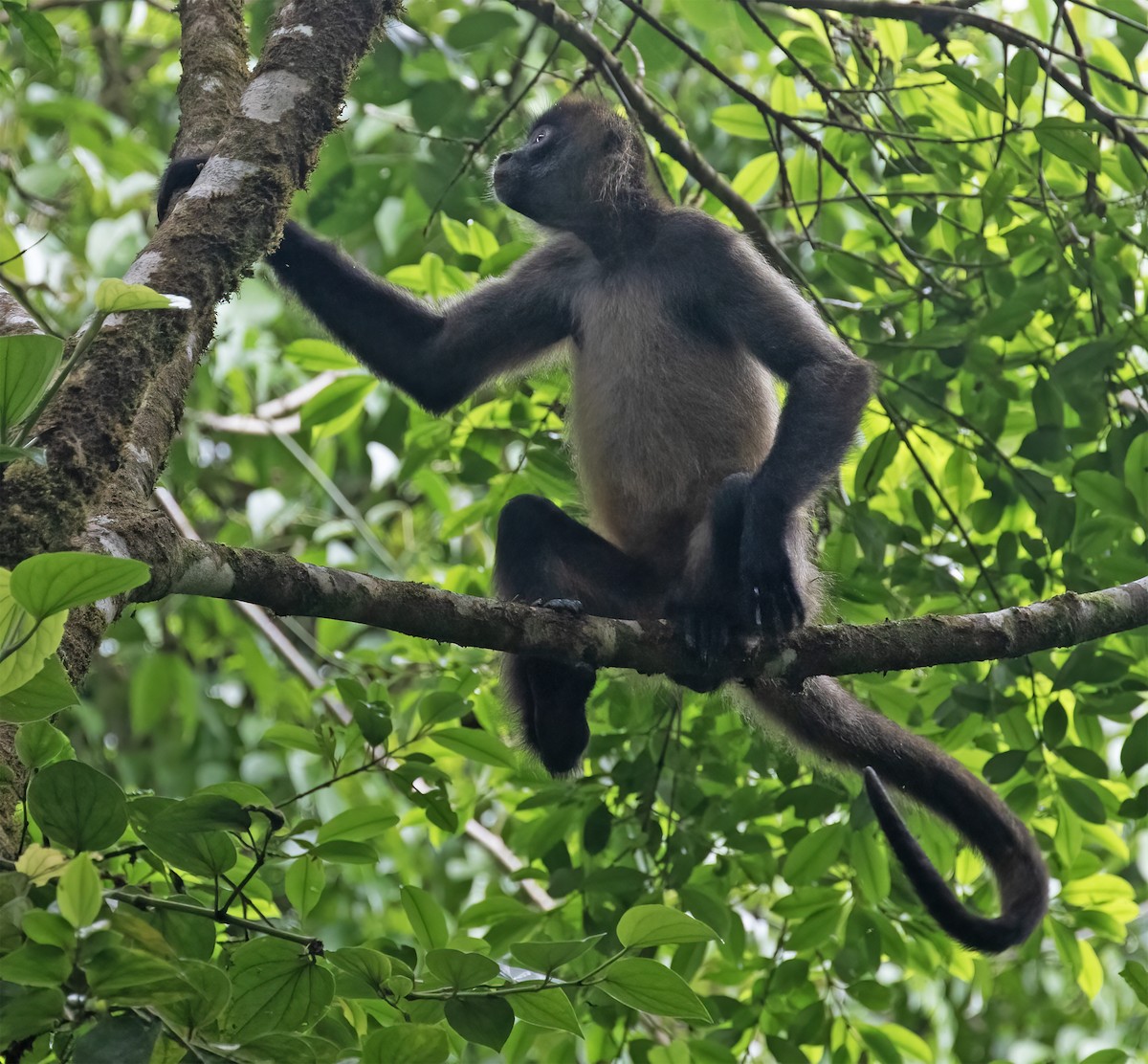 Central American Spider Monkey - ML657304222