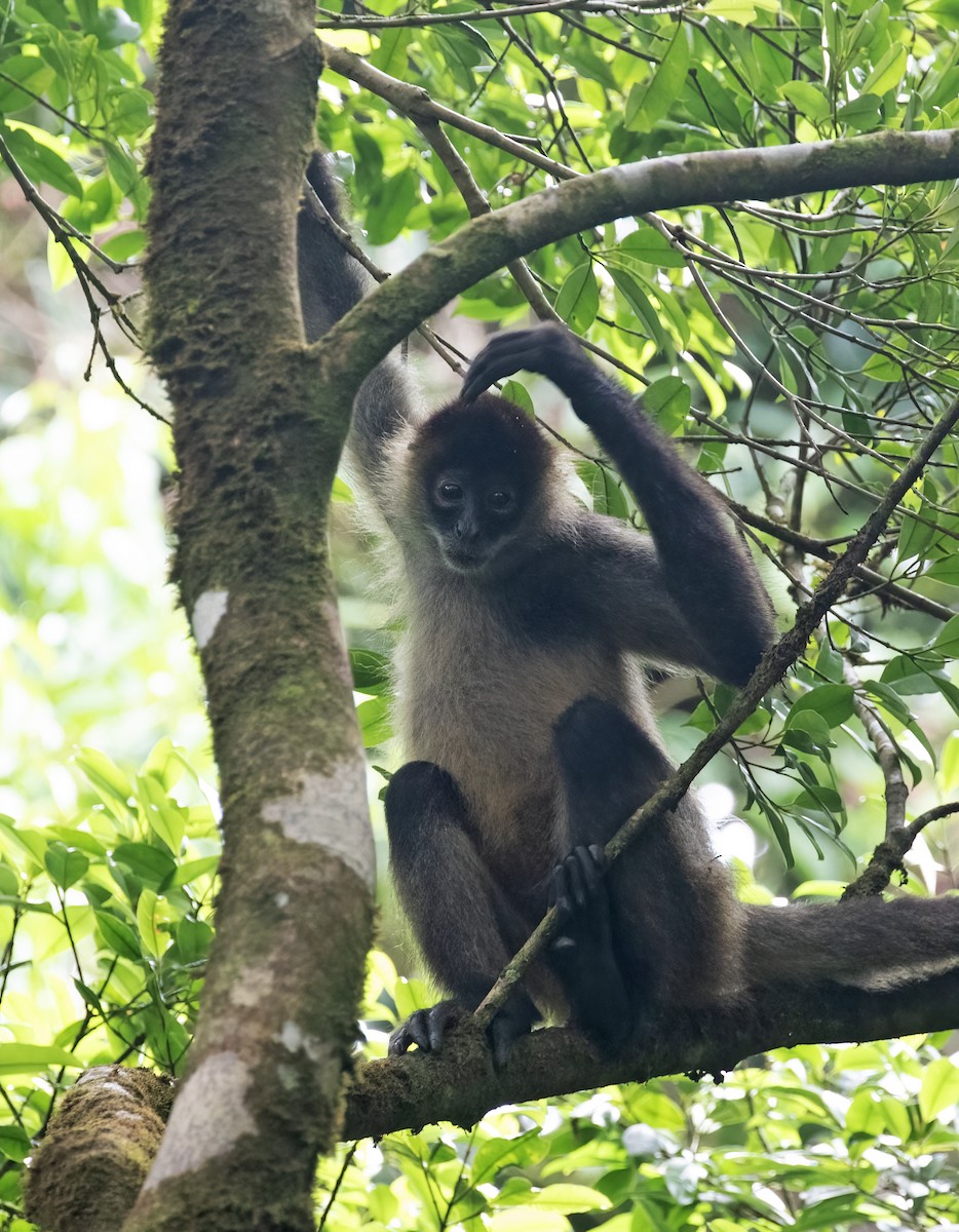 Central American Spider Monkey - ML657304223