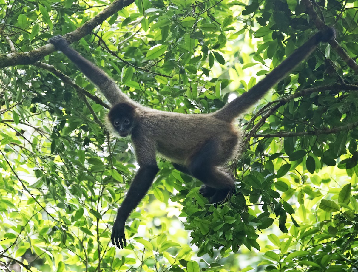 Central American Spider Monkey - ML657304224