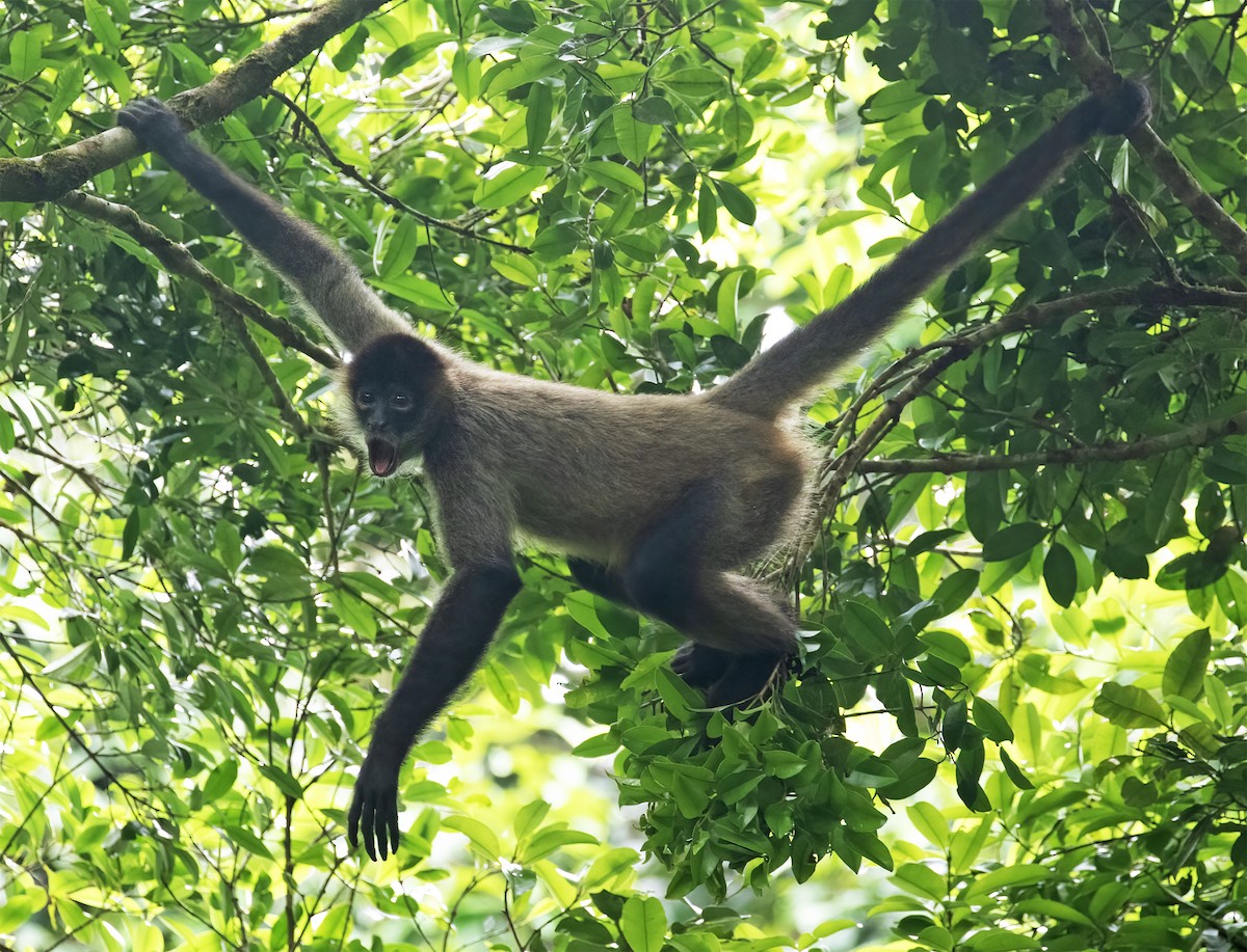 Central American Spider Monkey - ML657304225