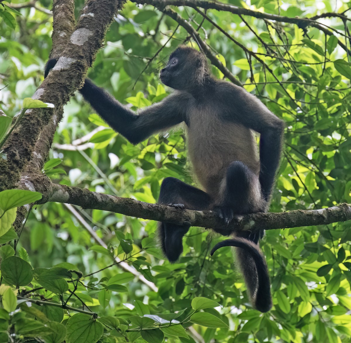 Central American Spider Monkey - ML657304226