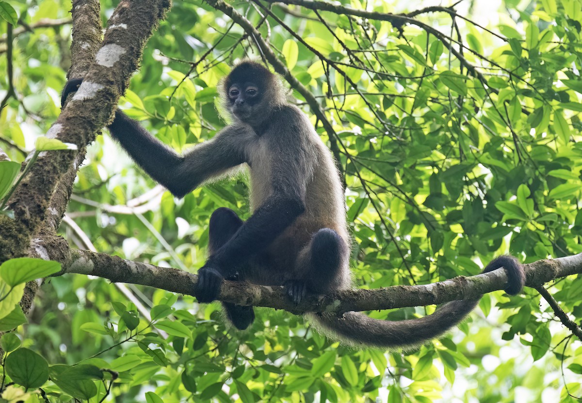 Central American Spider Monkey - ML657304228