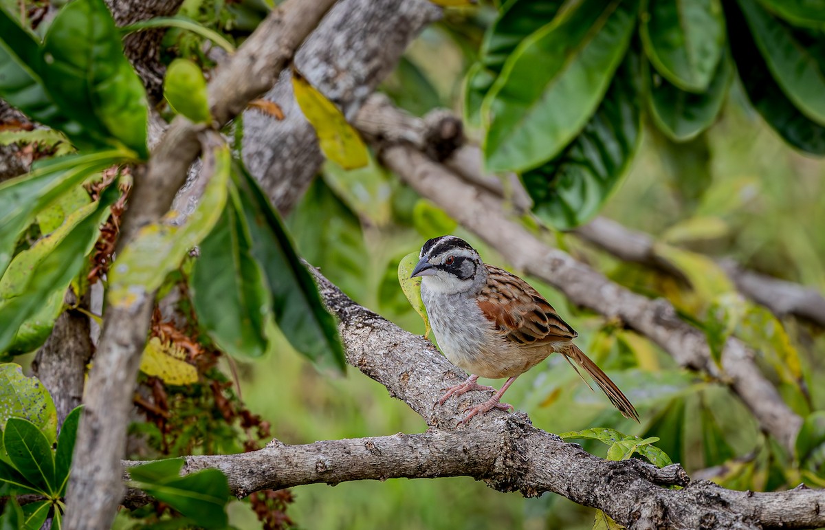 Stripe-headed Sparrow - ML657304363