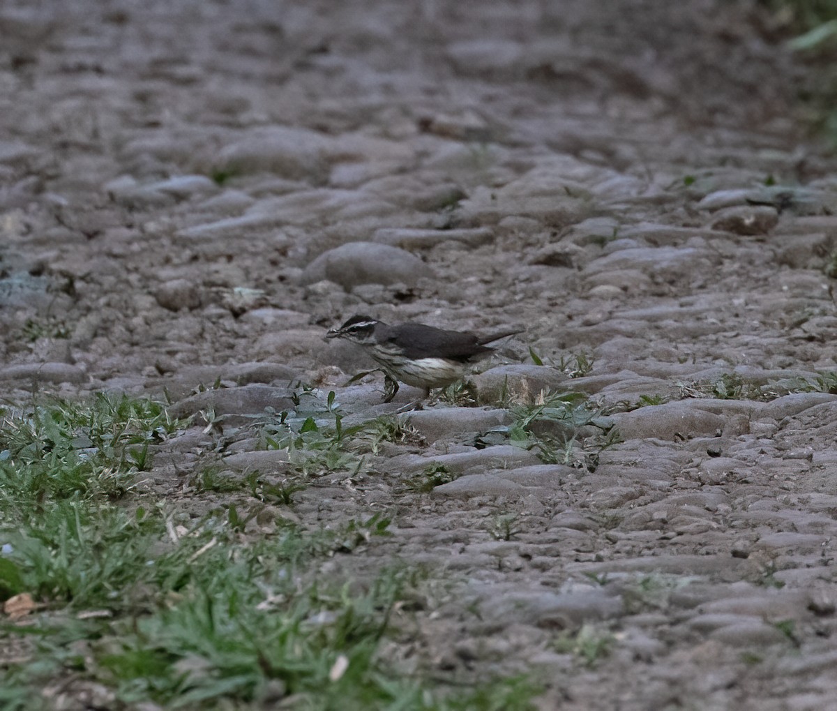 Louisiana Waterthrush - ML657304667