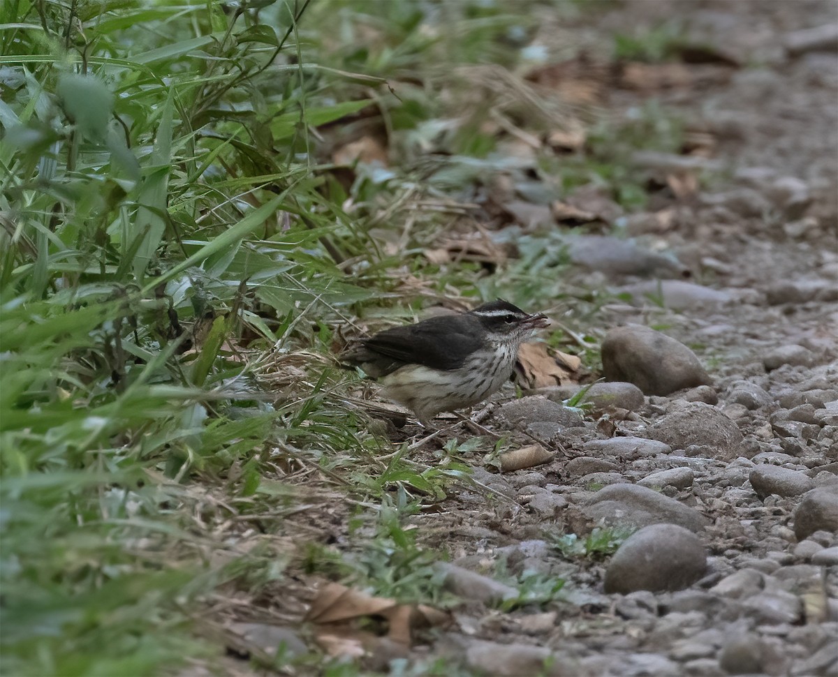 Louisiana Waterthrush - ML657304668