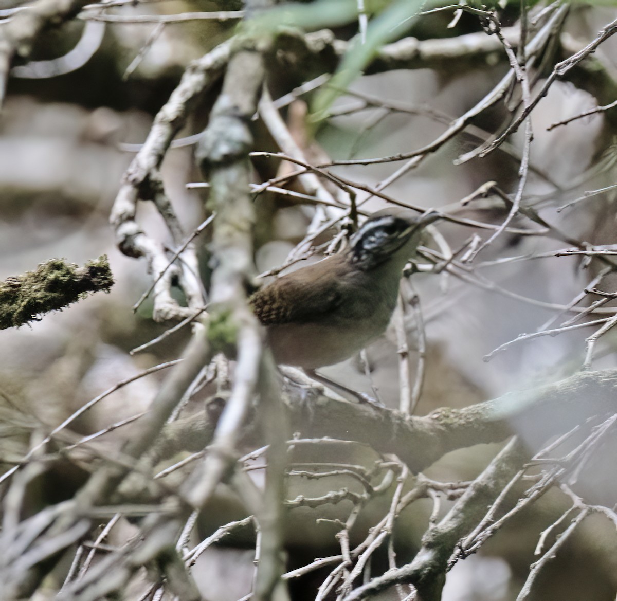 White-breasted Wood-Wren - ML657304741