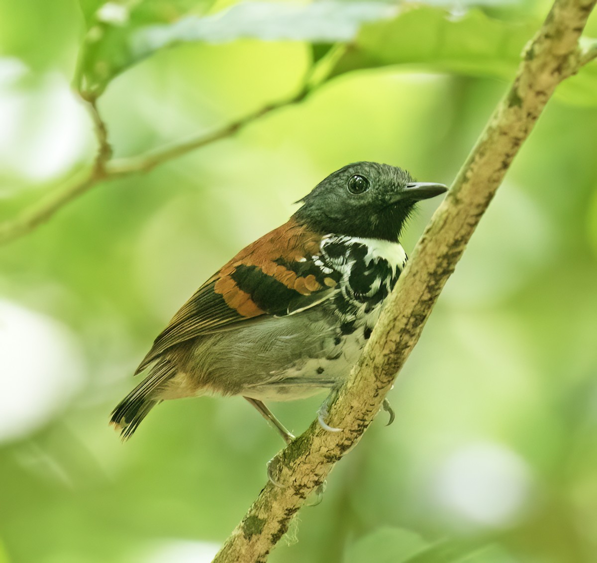 Spotted Antbird - ML657304823