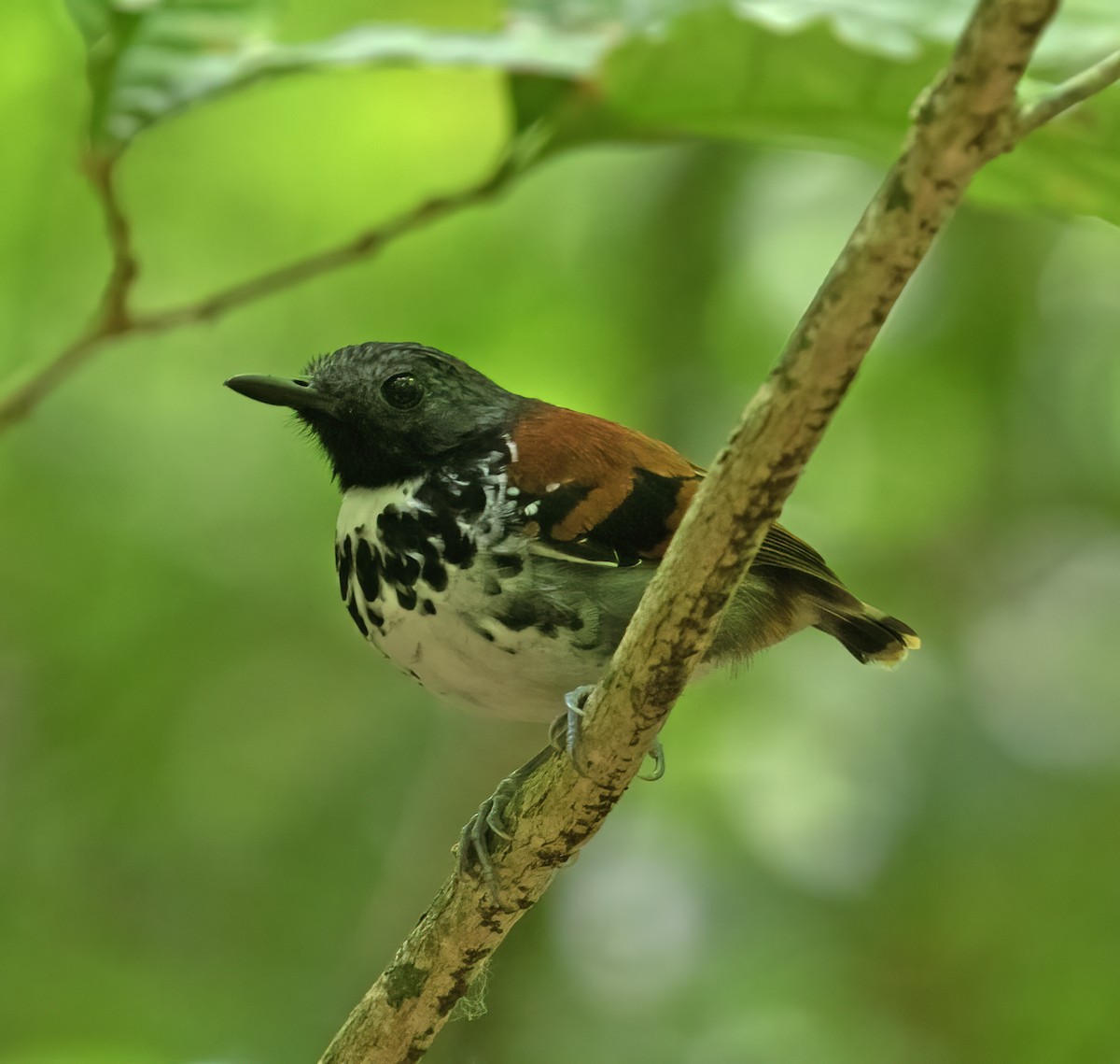 Spotted Antbird - ML657304824