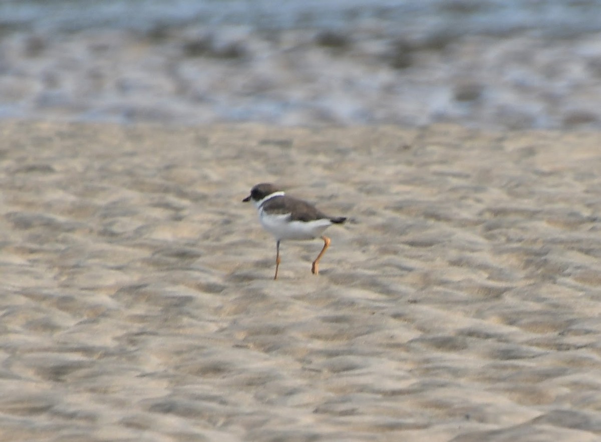 Semipalmated Plover - ML657304833