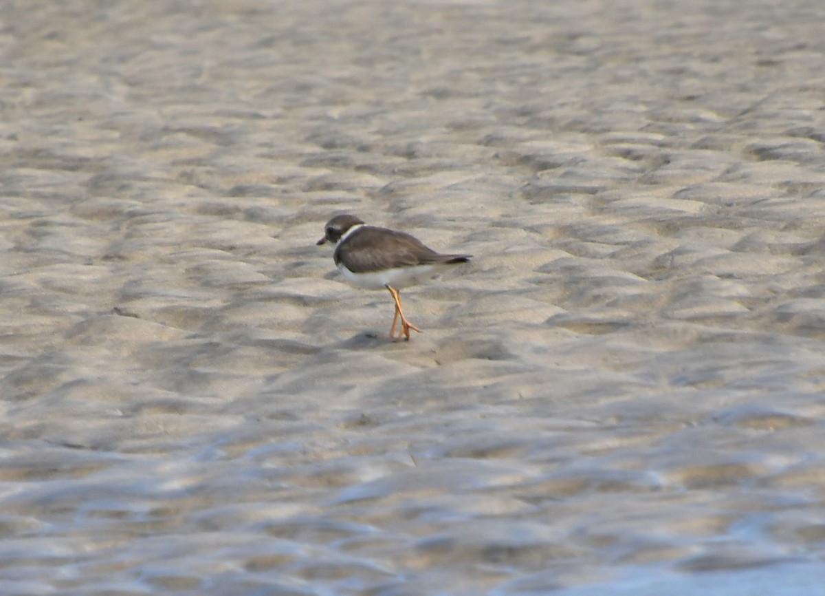 Semipalmated Plover - ML657304835