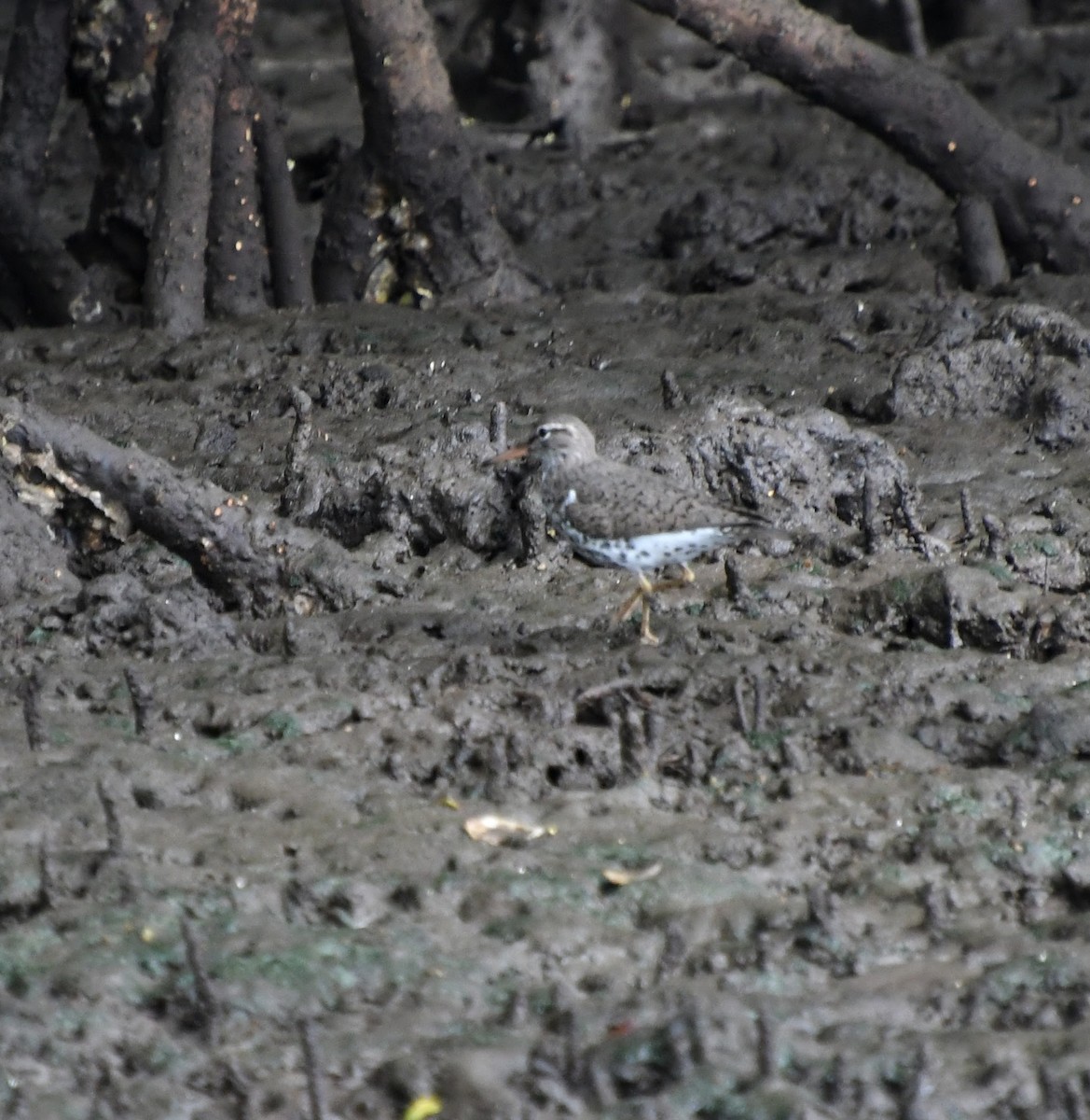 Spotted Sandpiper - ML657304849