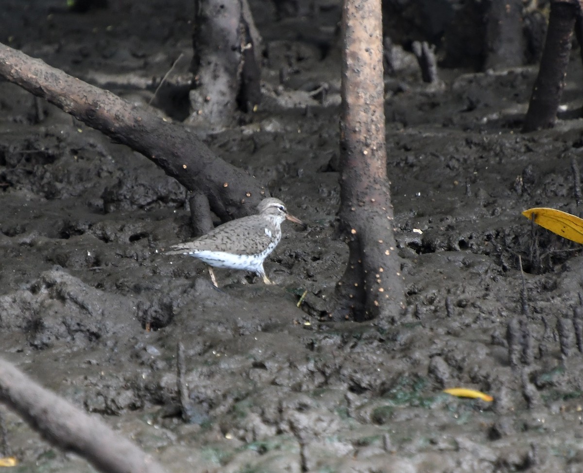 Spotted Sandpiper - ML657304850