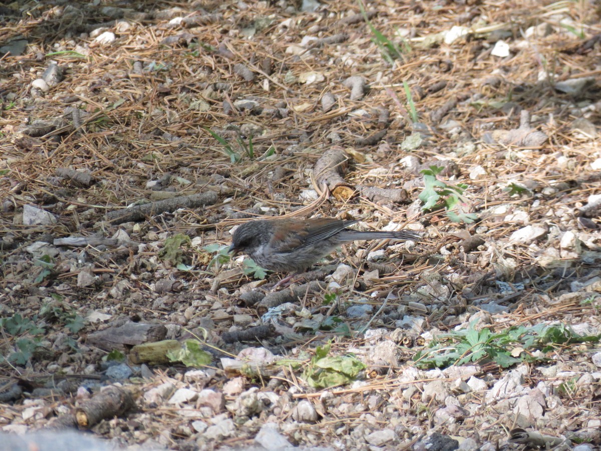 kalypta širokoocasá - ML657305039
