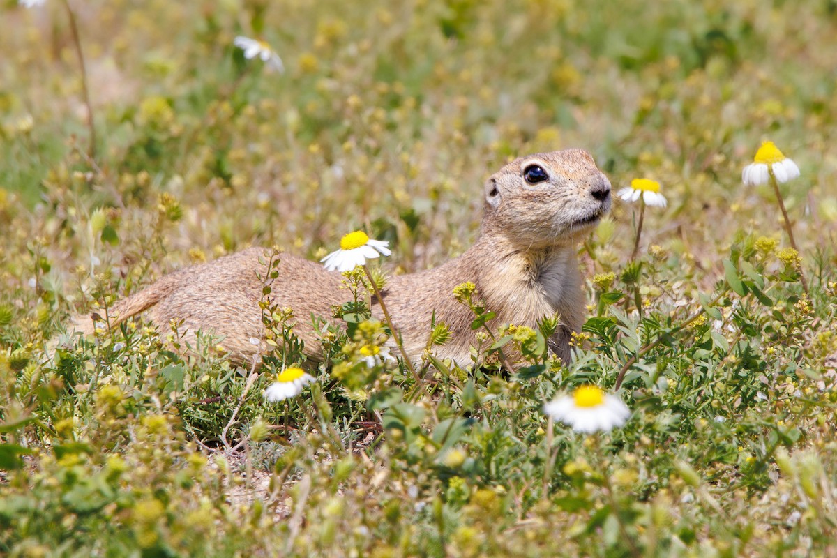 Mammals - ML657305143