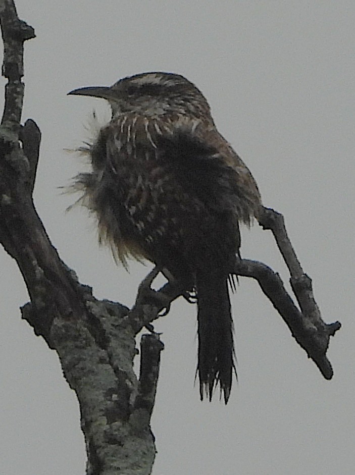 střízlík kaktusový - ML657305158