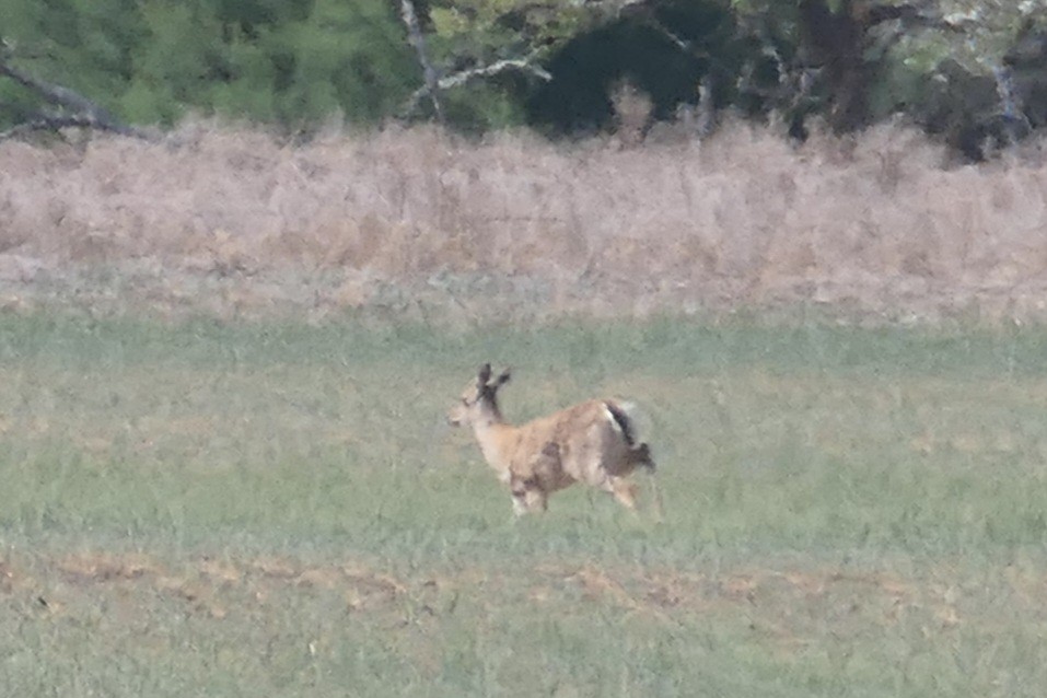 動物界 - ML657306725