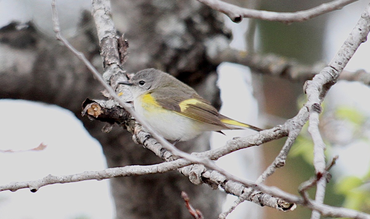 American Redstart - ML657307035