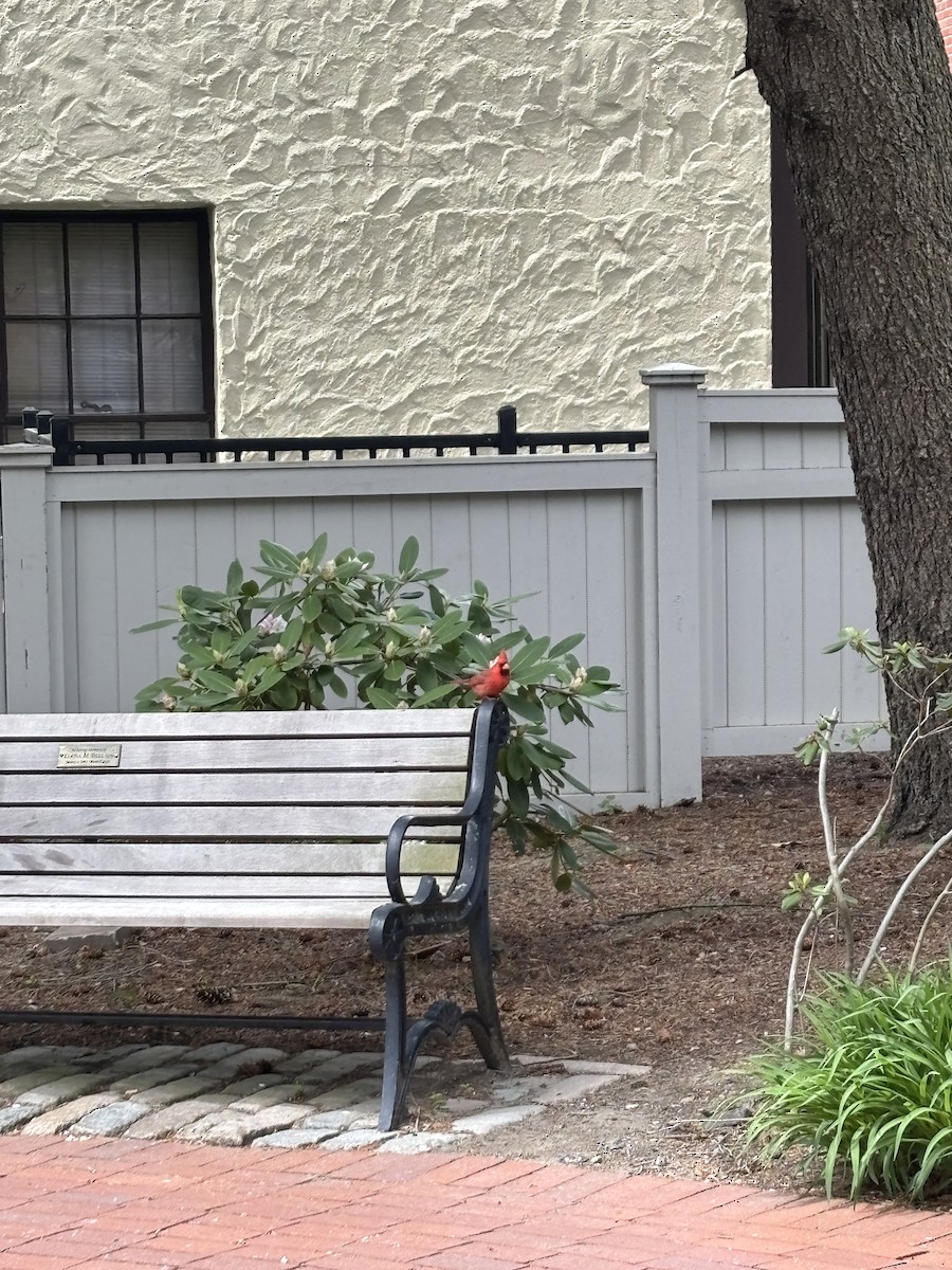 Northern Cardinal - ML657308341