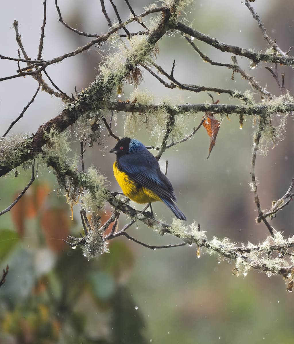 Hooded Mountain Tanager - ML657308414