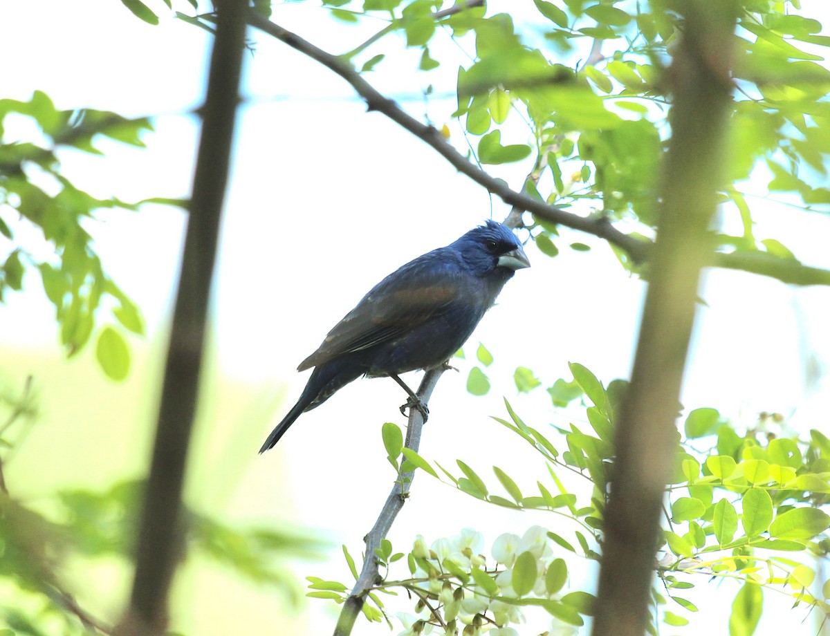 Blue Grosbeak - ML657308418