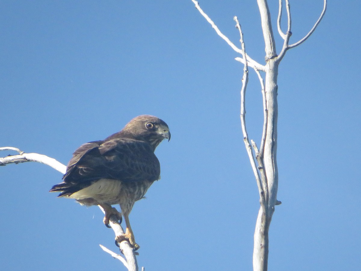 Broad-winged Hawk - ML657308419