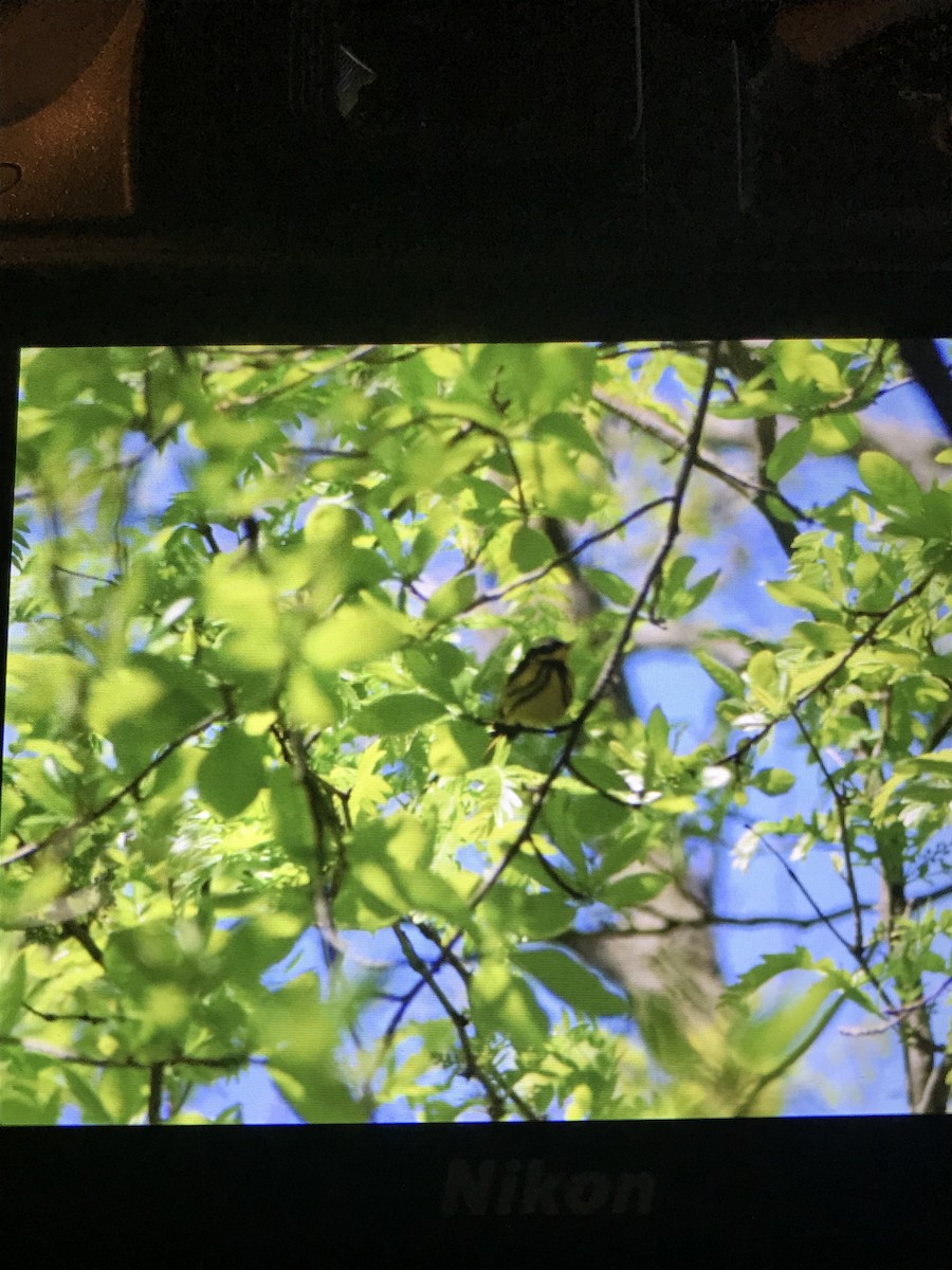 Magnolia Warbler - ML657308421