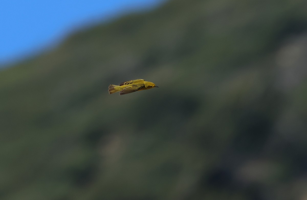 Northern Yellow Warbler - ML657308423