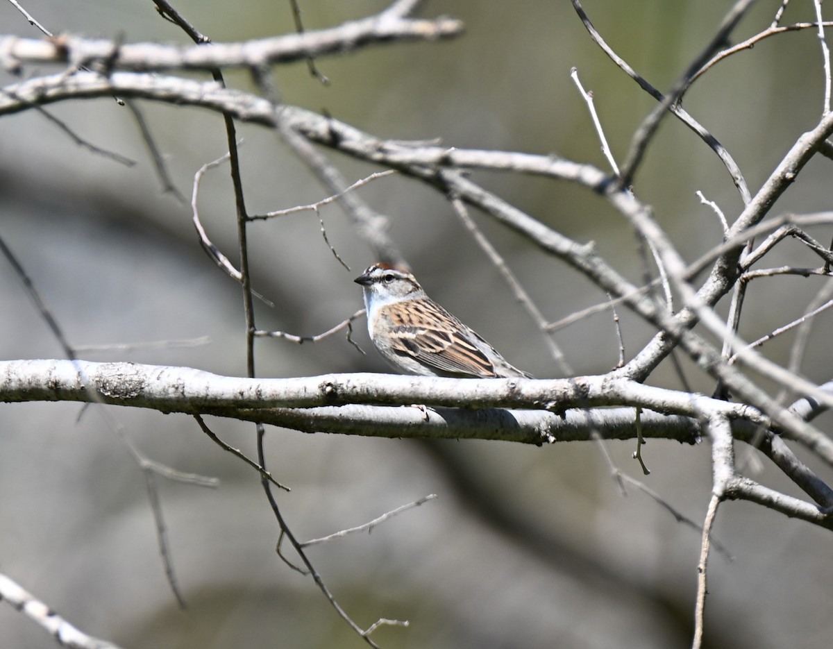 Chipping Sparrow - ML657308424