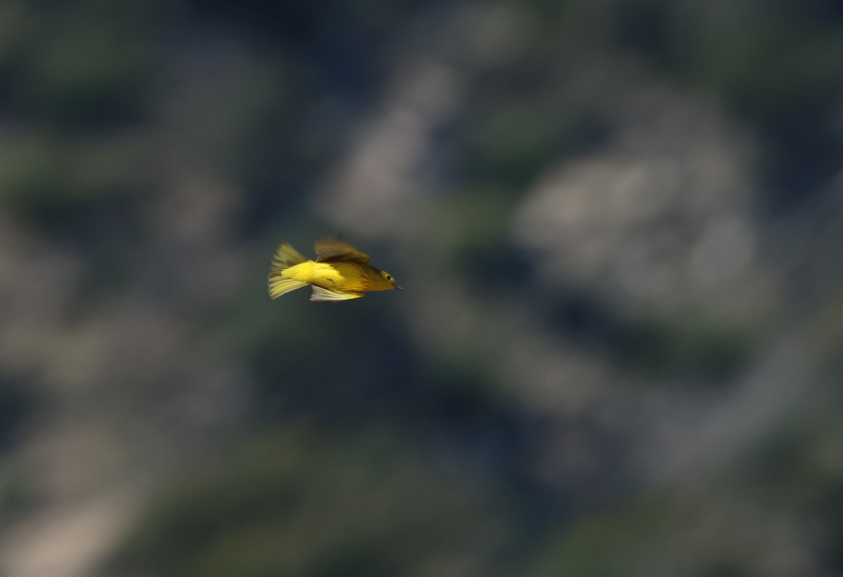 Northern Yellow Warbler - ML657308426