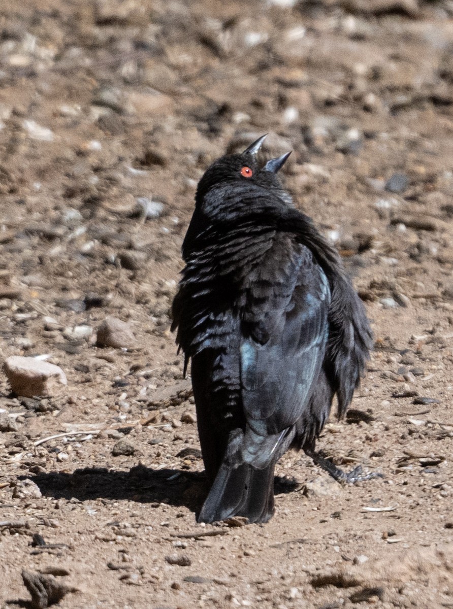 Bronzed Cowbird - ML657308427