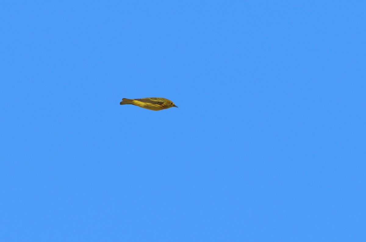 Northern Yellow Warbler - ML657308429