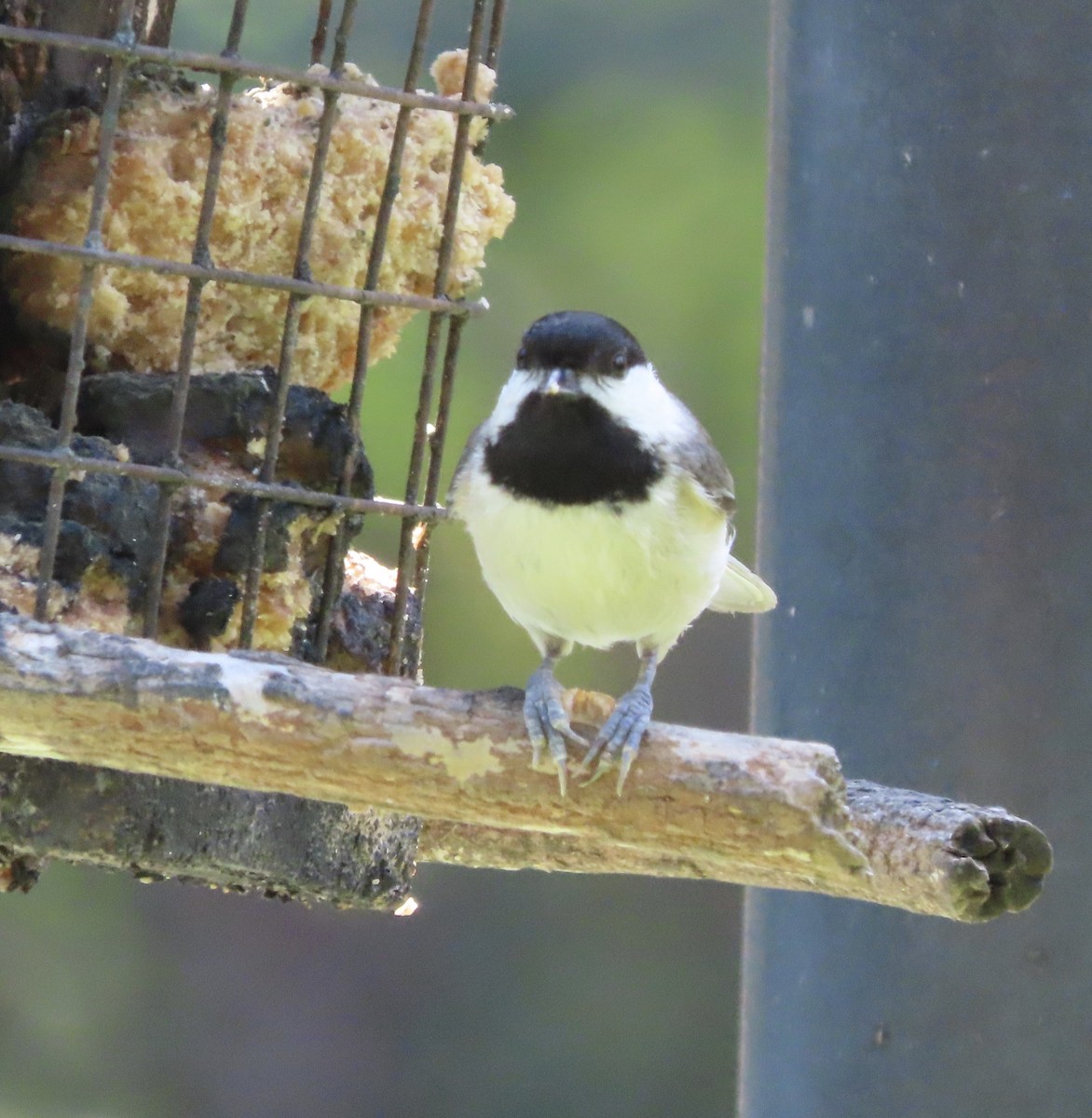 Carolina Chickadee - ML657308436