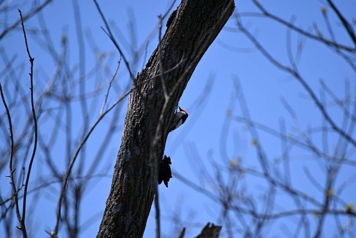 Red-headed Woodpecker - ML657308438