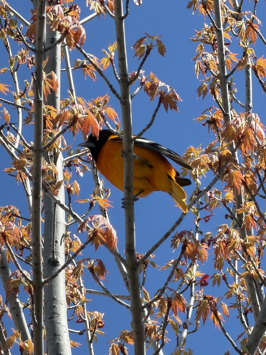 Baltimore Oriole - ML657308449