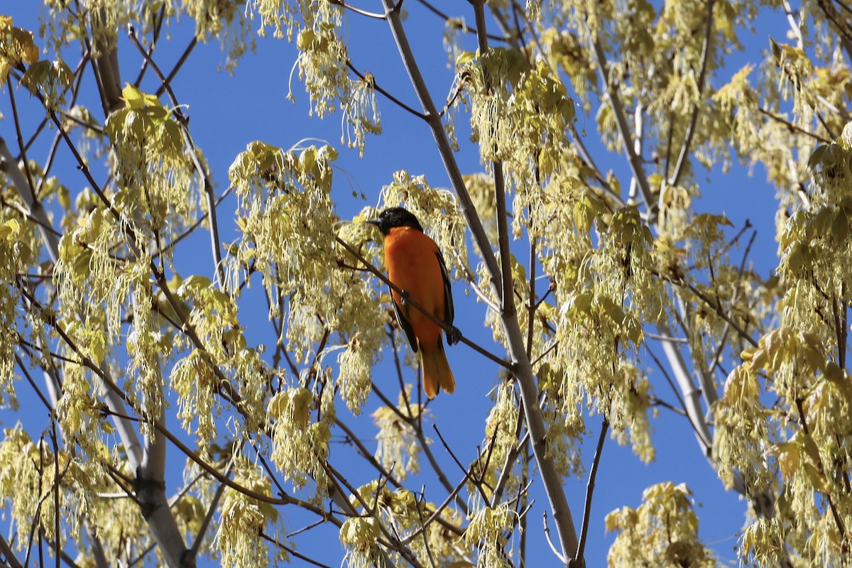 Baltimore Oriole - ML657308450