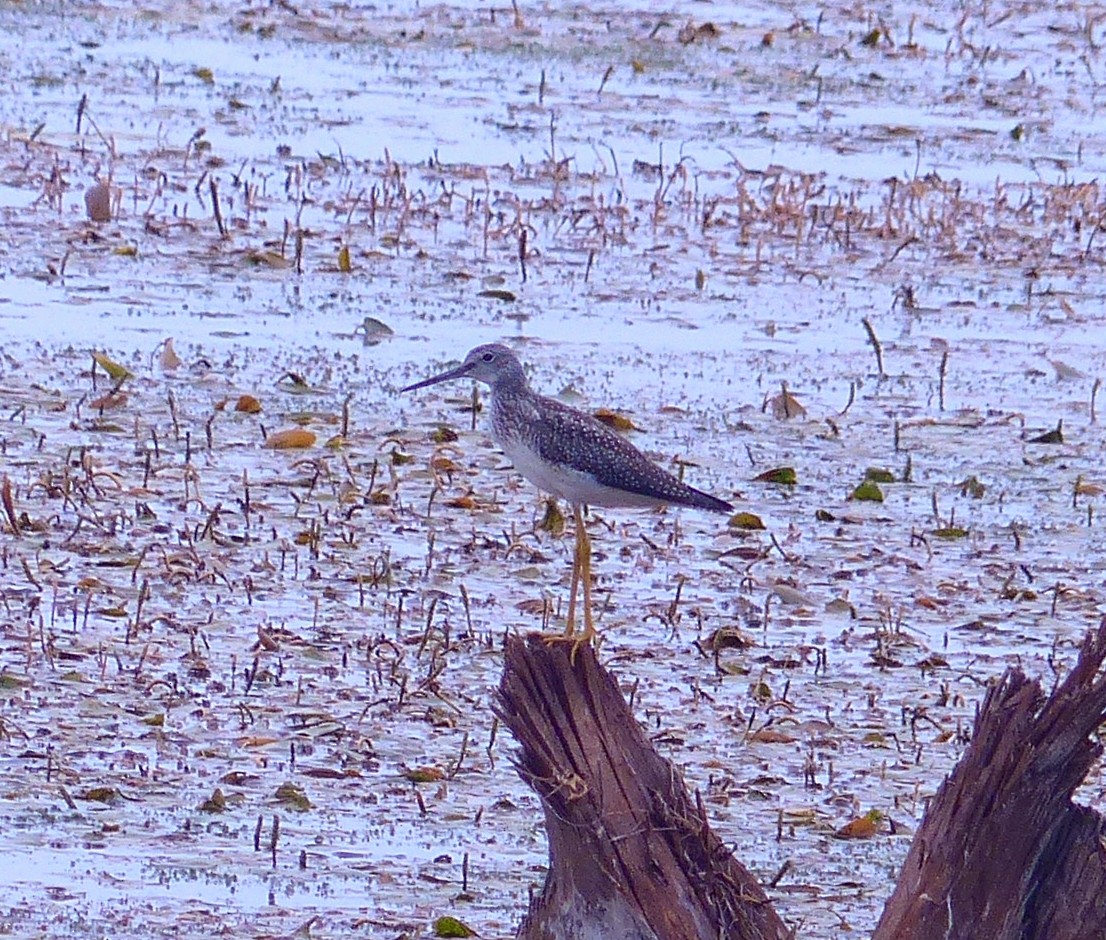 Greater Yellowlegs - Alain Sylvain