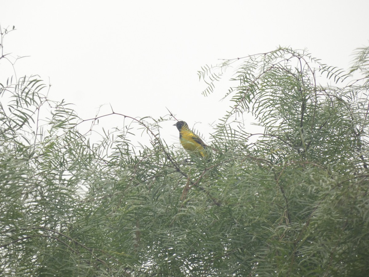 Audubon's Oriole - ML657311293