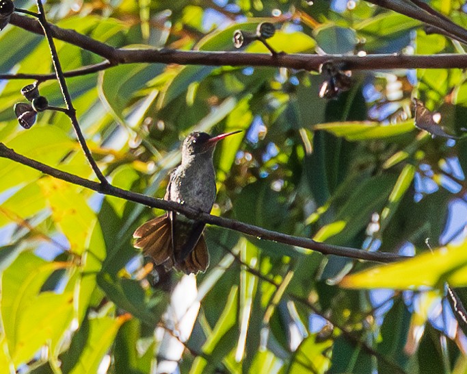 Gilded Hummingbird - ML657312250