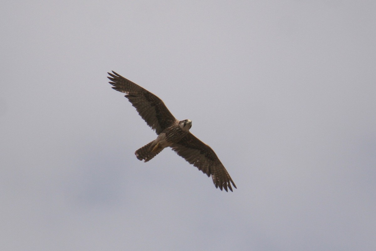Lanner Falcon - ML657312382