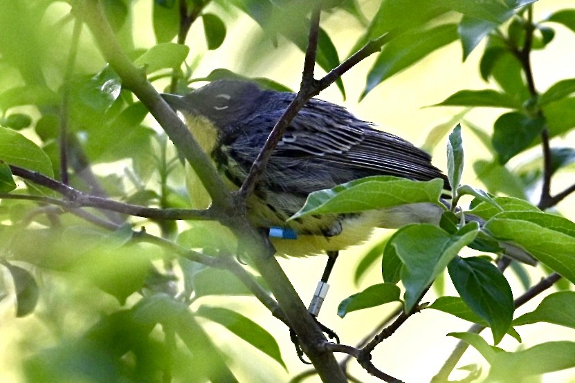 brannfeltparula - ML657312866