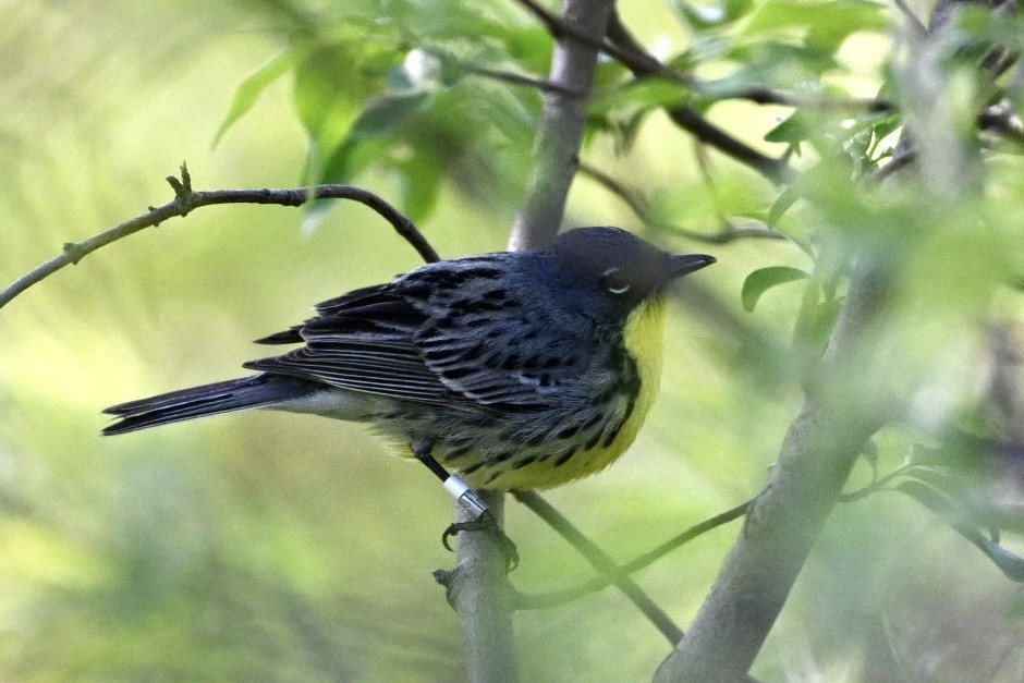brannfeltparula - ML657312867