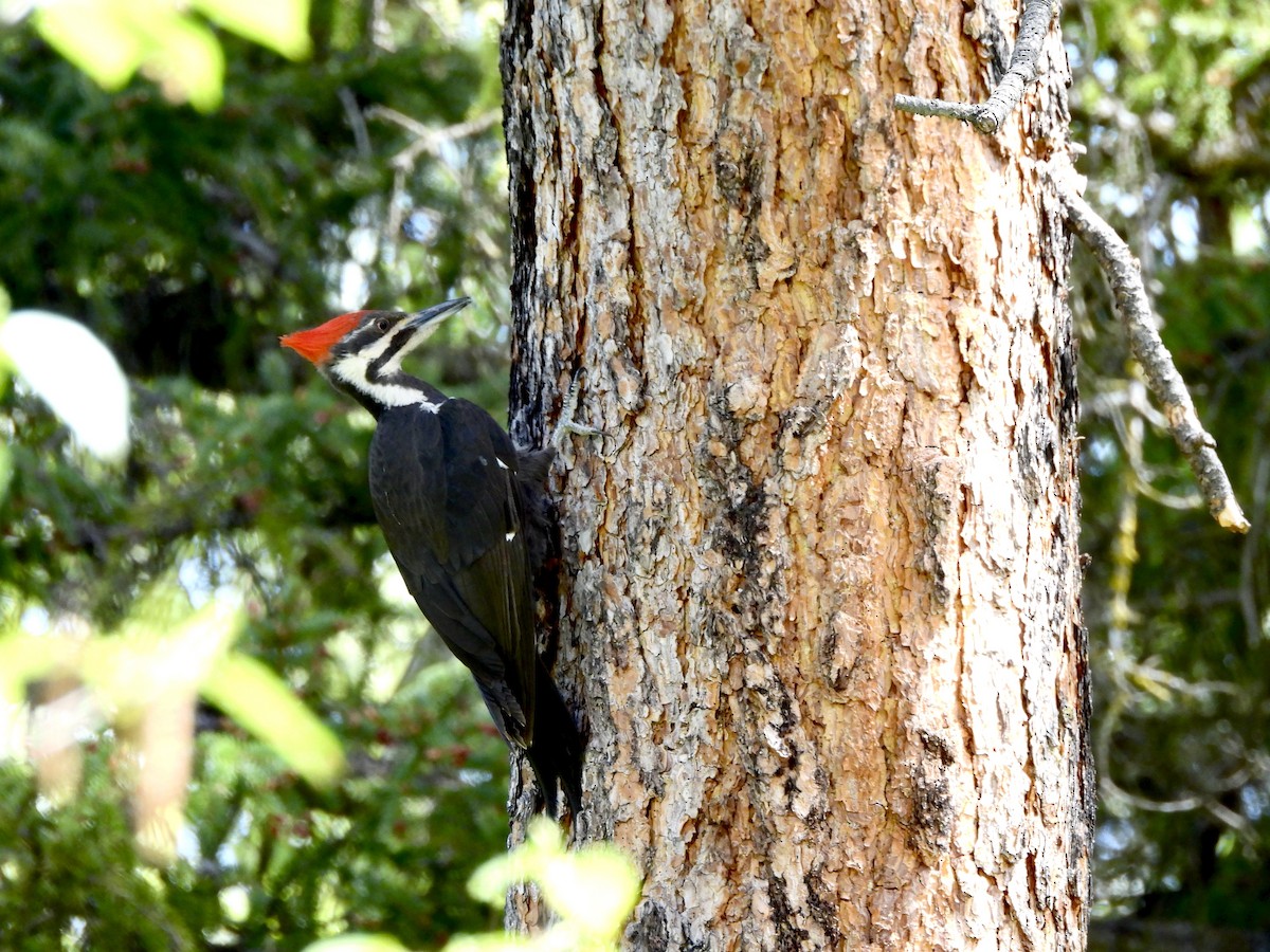 Pileated Woodpecker - ML657313376