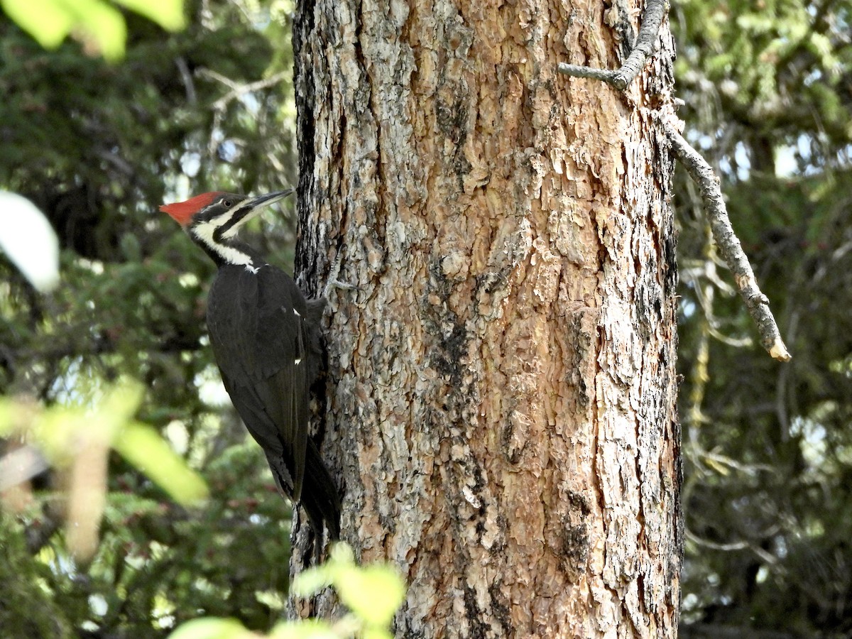Pileated Woodpecker - ML657313377