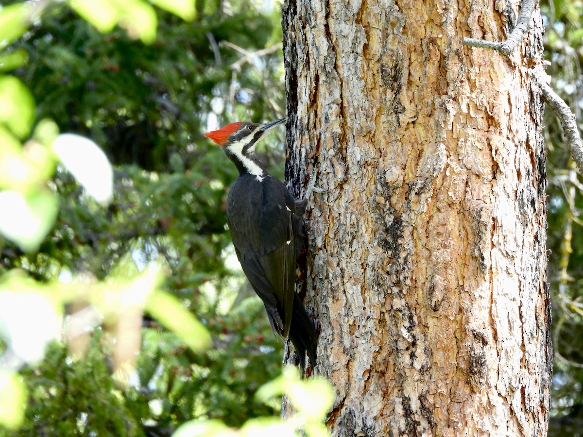 Pileated Woodpecker - ML657313378